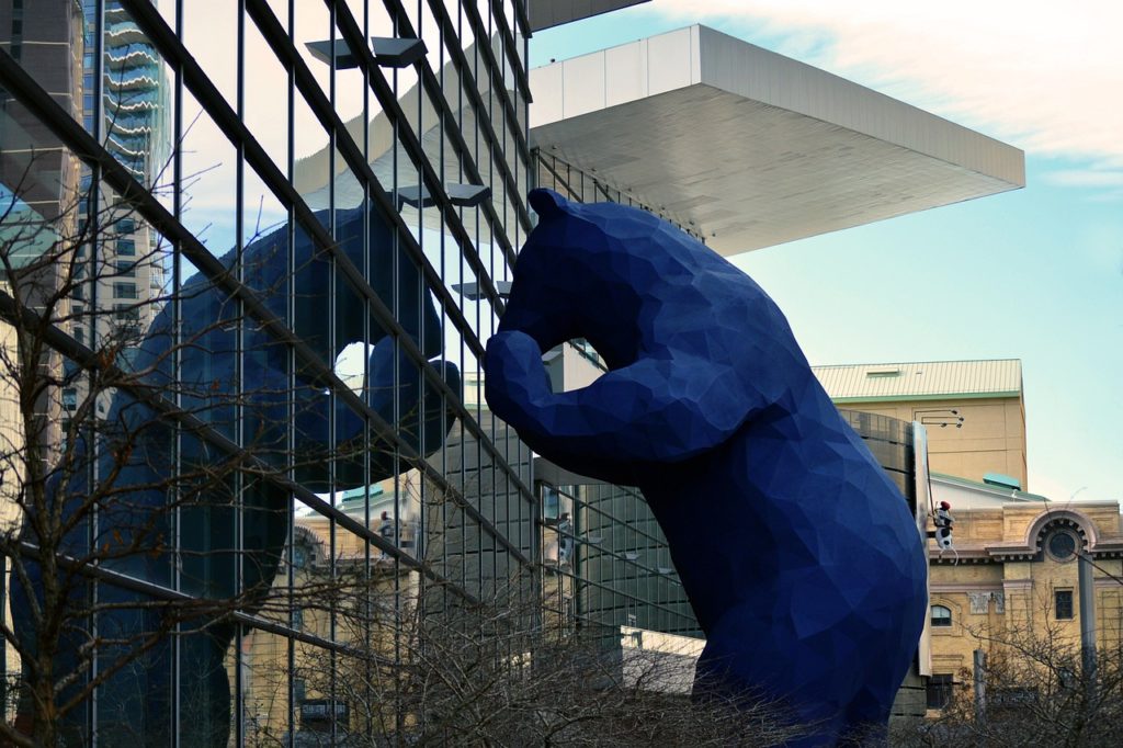 blue, bear, denver